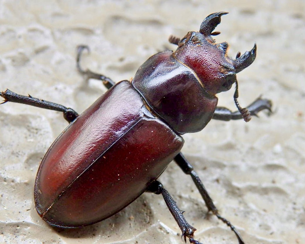 Larvae - Giant Stag Beetle, (Lucanus elaphus) - Richard’s Inverts