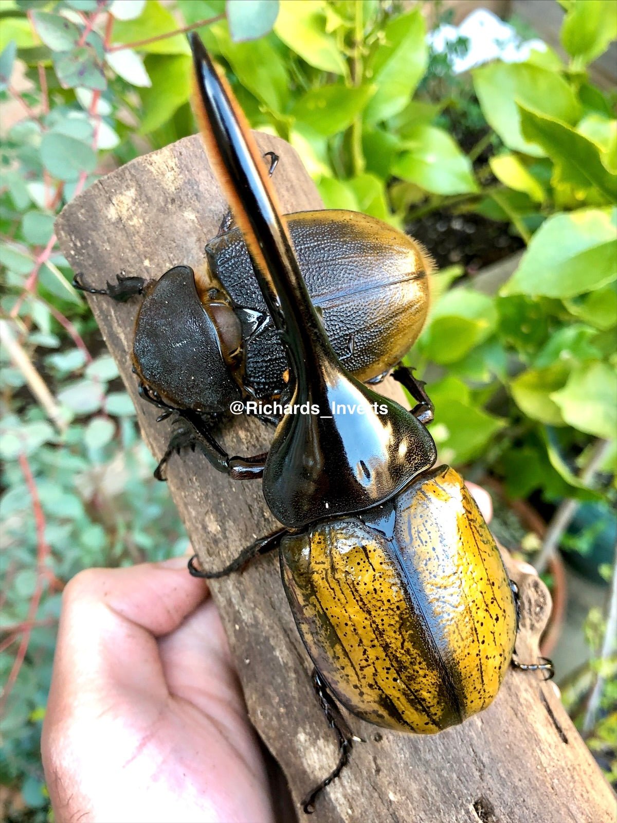 Larvae - Hercules Rhino Beetle, (Dynastes hercules morishimai) - Richard’s Inverts