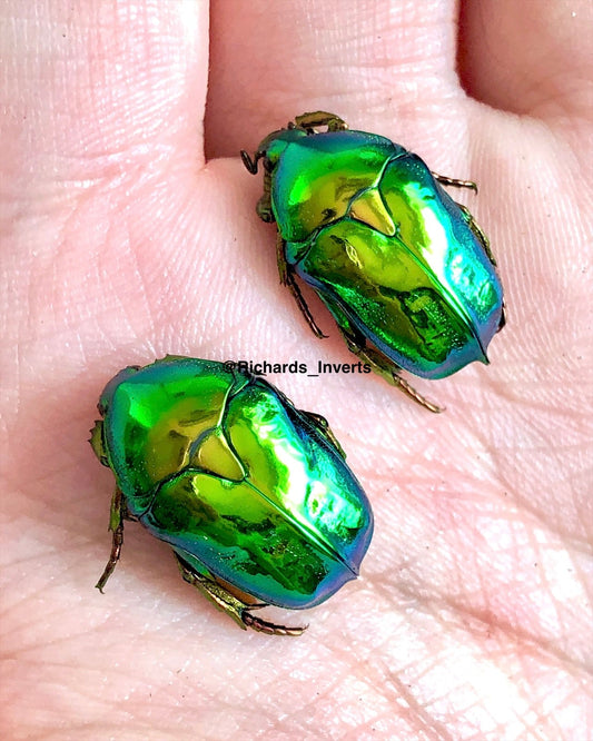 Larvae - Himalayan Flower Beetle, (Protaetia himalayana) - Richard’s Inverts