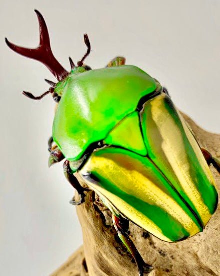 Larvae - Horned Flower Beetle, (Eudicella schultzeorum) - Richard’s Inverts