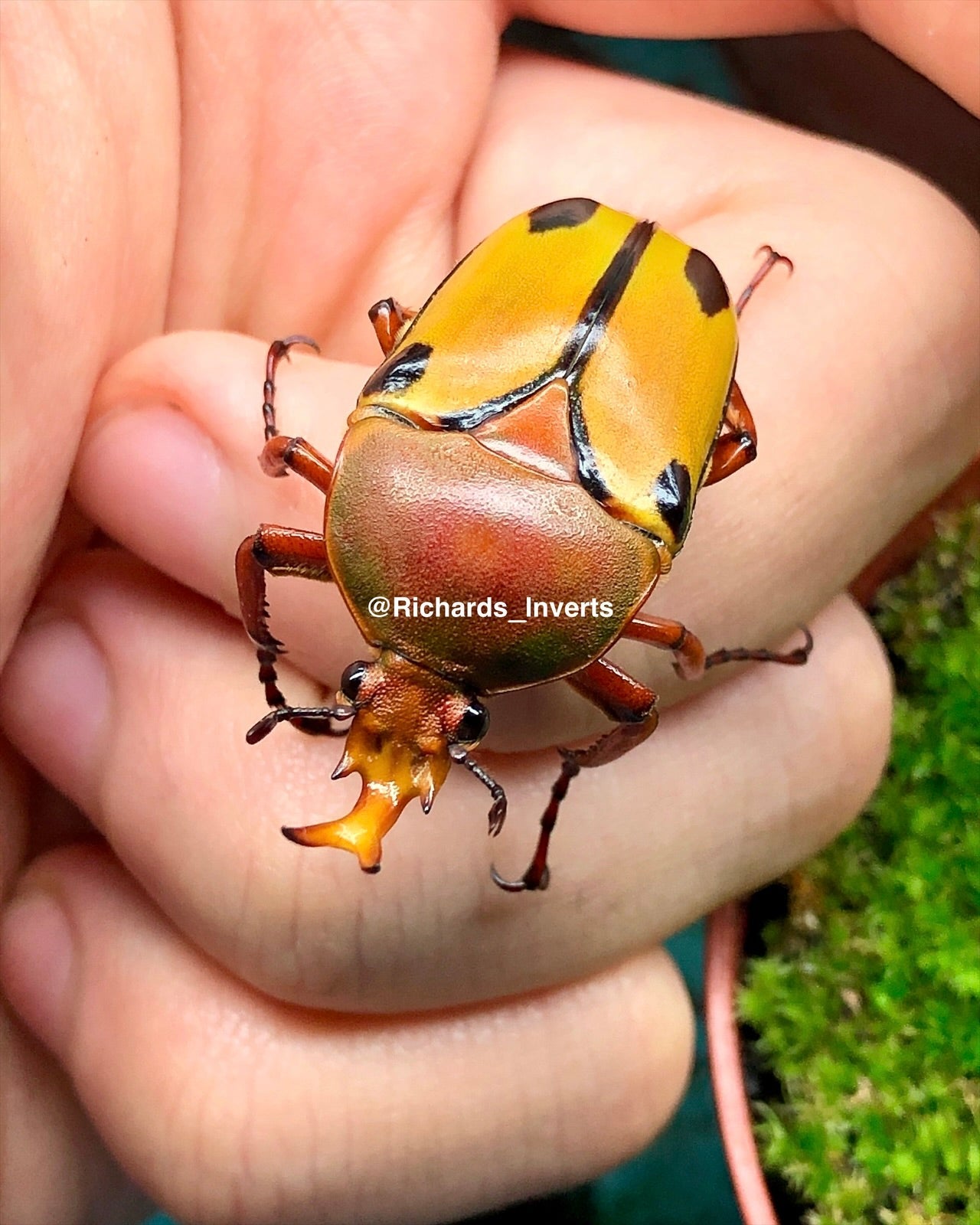 Larvae - Horned Flower Beetle, (Eudicella trilineata) - Richard’s Inverts