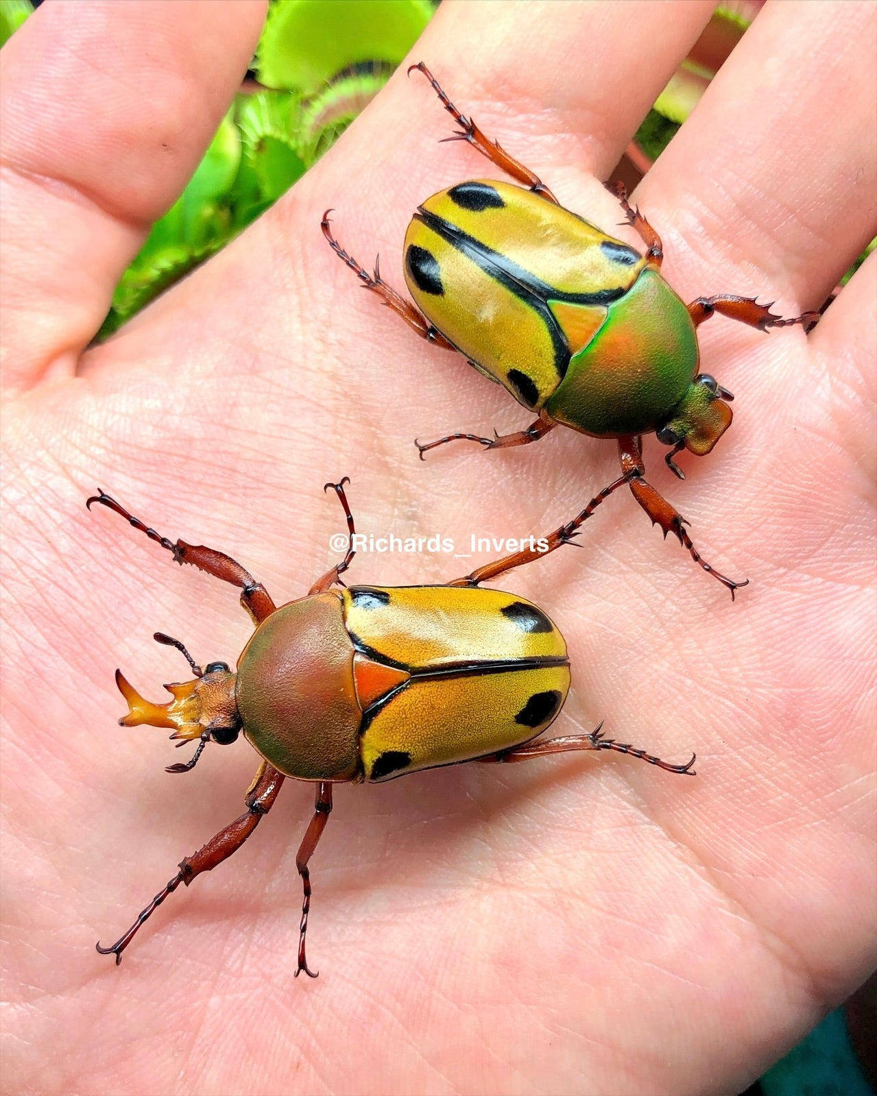 Larvae - Horned Flower Beetle, (Eudicella trilineata) - Richard’s Inverts