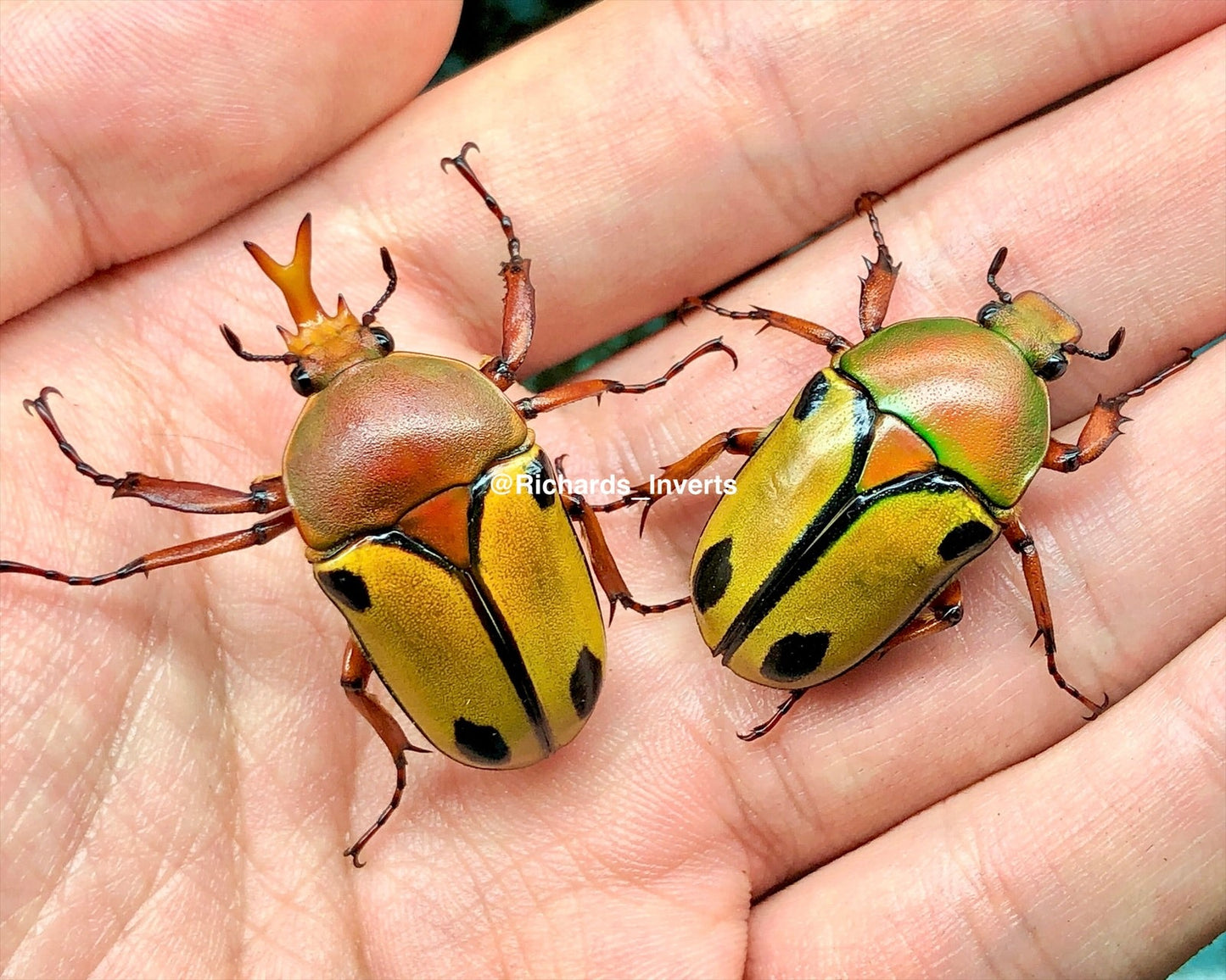 Larvae - Horned Flower Beetle, (Eudicella trilineata) - Richard’s Inverts