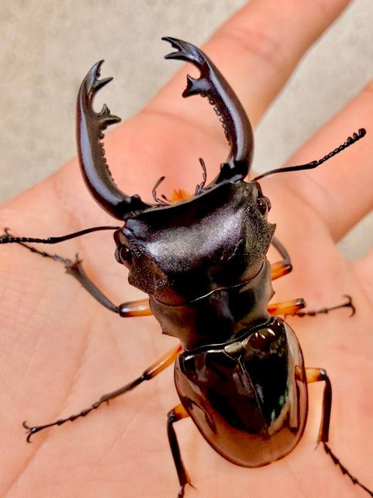 Larvae - Imperial Stag Beetle, (Odontolabis imperialis) - Richard’s Inverts