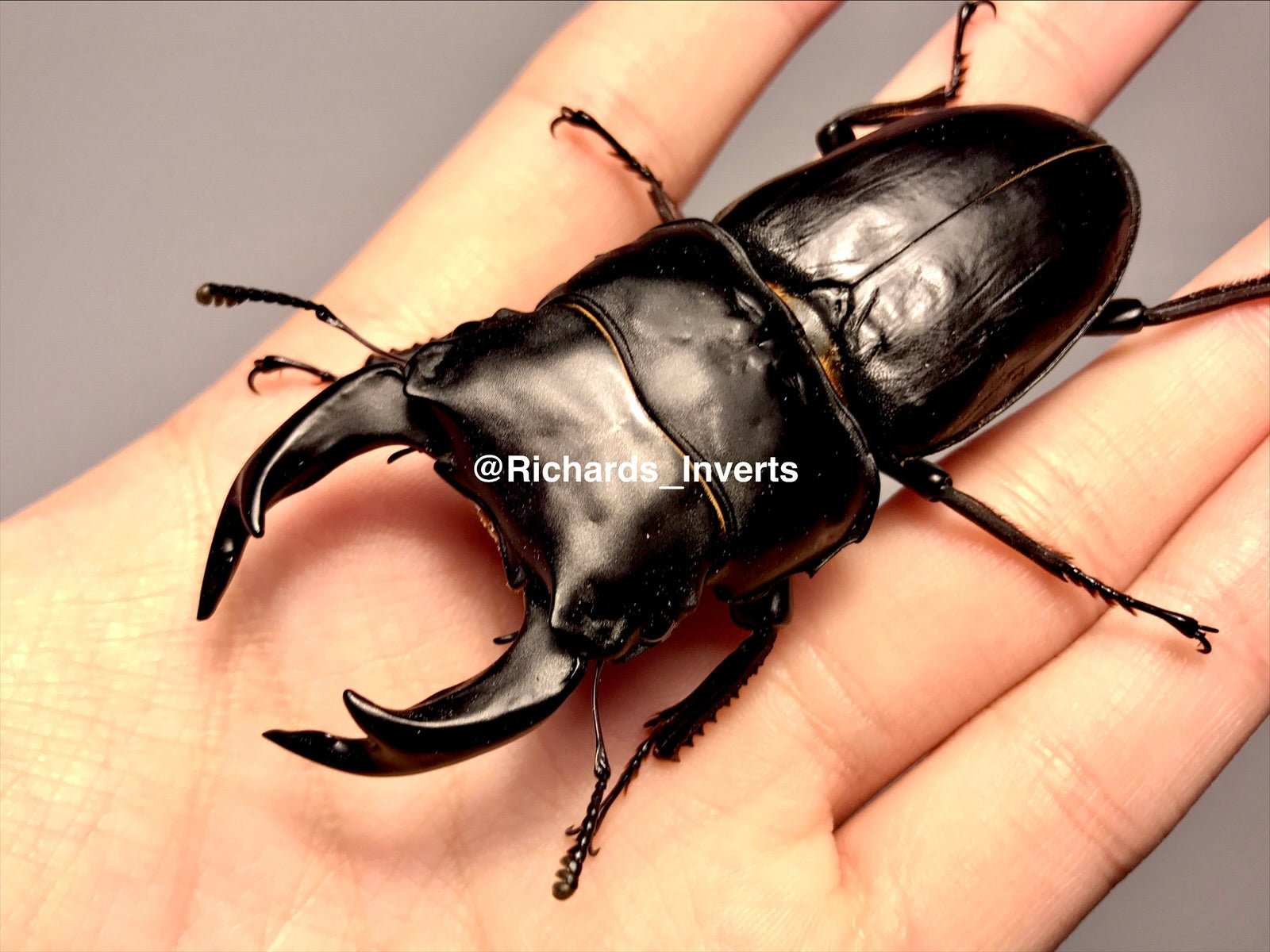 ⨂ Larvae - Japanese Stag Beetle, (Dorcus hopei binodulosus) - Richard’s Inverts