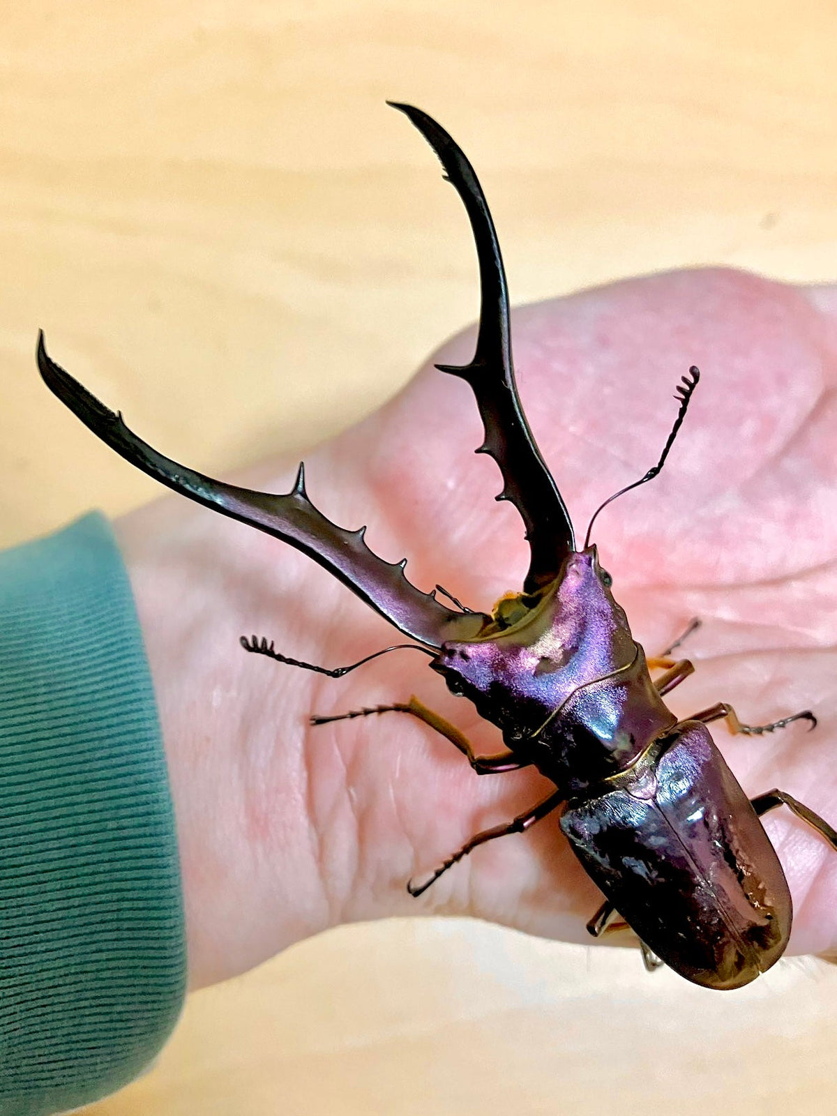 ⨂ Larvae - Metallic Stag Beetle "Amethyst", (Cyclommatus metallifer) - Richard’s Inverts