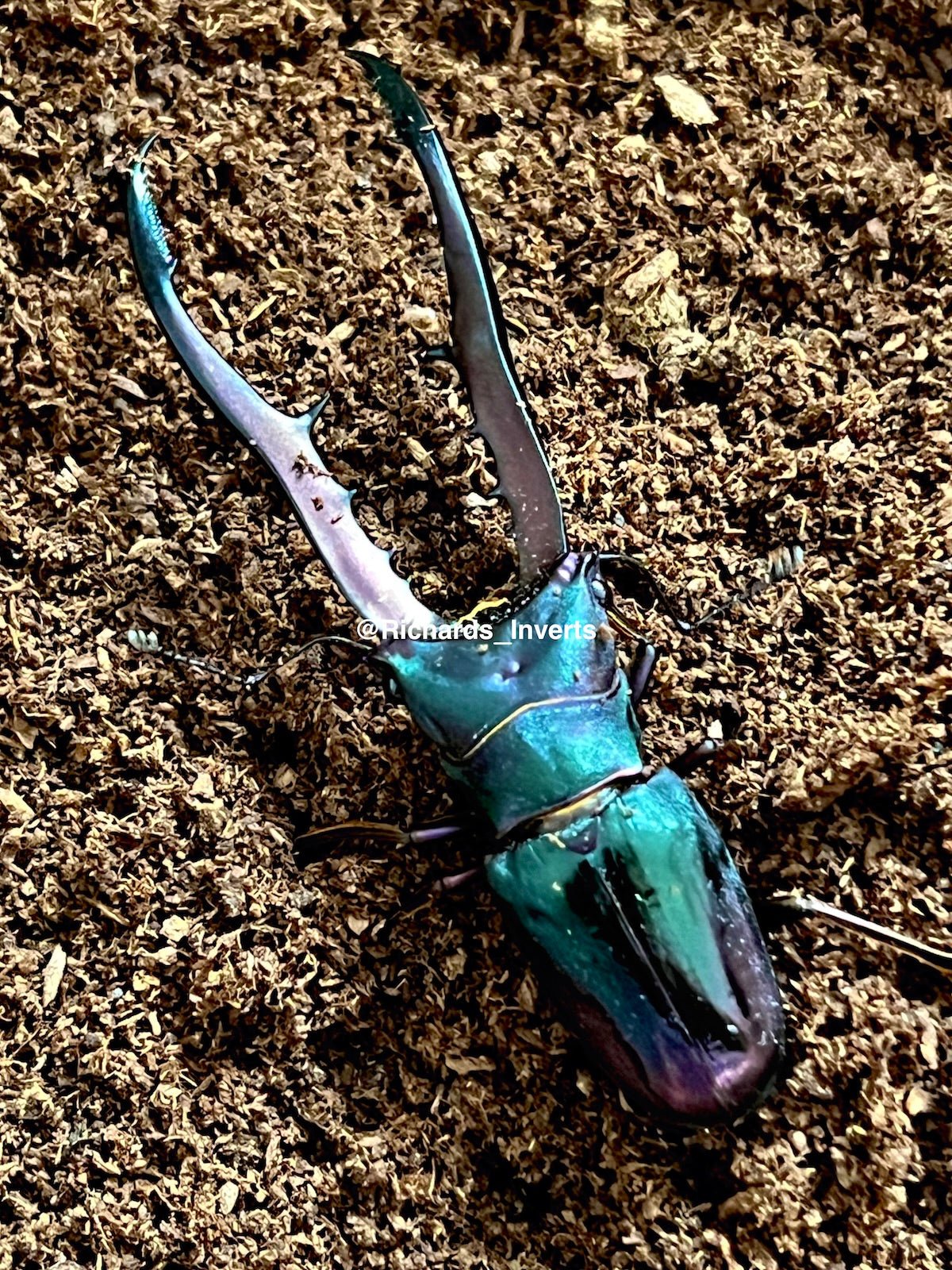 Larvae - Metallic Stag Beetle "Cyan", (Cyclommatus metallifer) - Richard’s Inverts