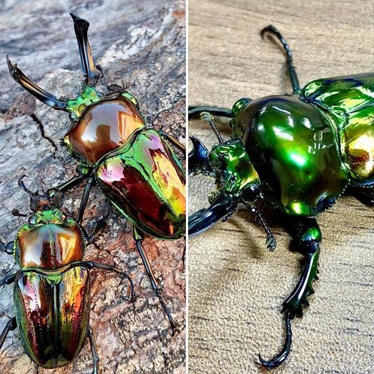 Larvae - "Mirror Glaze x Mirror Glaze, Emerald" Rainbow Stag Beetle, (Phalacrognathus muelleri) - Richard’s Inverts