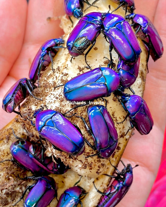 Larvae- Purple Flower Beetle, (Chlorocala oertzeni) - Richard’s Inverts