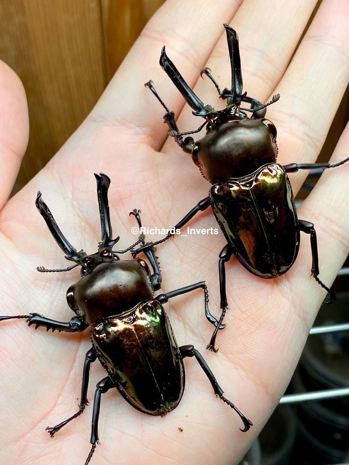 Larvae - Rainbow Stag Beetle "Obsidian", (Phalacrognathus muelleri) - Richard’s Inverts
