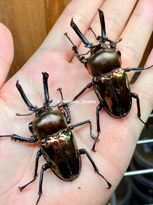 Larvae - Rainbow Stag Beetle "Obsidian", (Phalacrognathus muelleri) - Richard’s Inverts