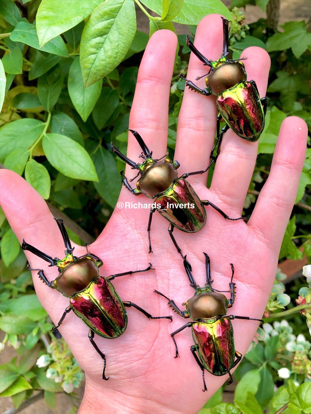 Larvae - Rainbow Stag Beetle, (Phalacrognathus muelleri) - Richard’s Inverts