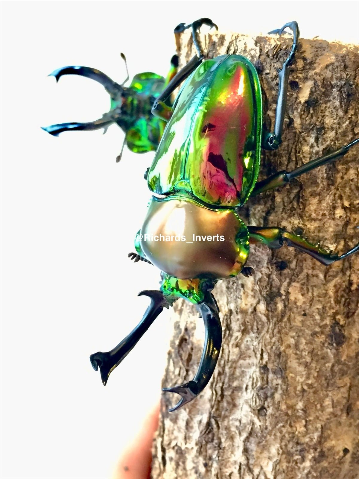 Larvae - Rainbow Stag Beetle, (Phalacrognathus muelleri) - Richard’s Inverts