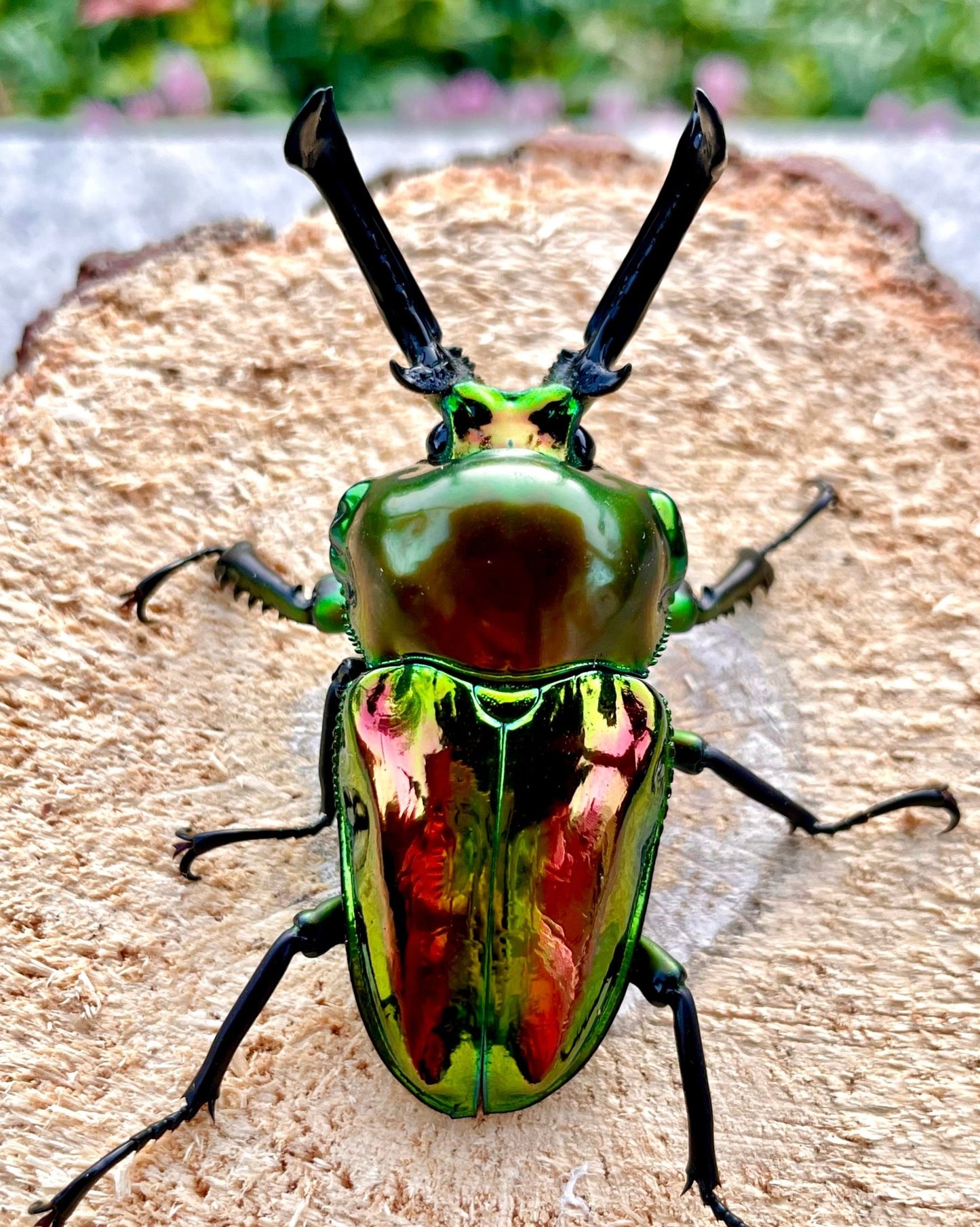 Larvae - Rainbow Stag Beetle, (Phalacrognathus muelleri) - Richard’s Inverts