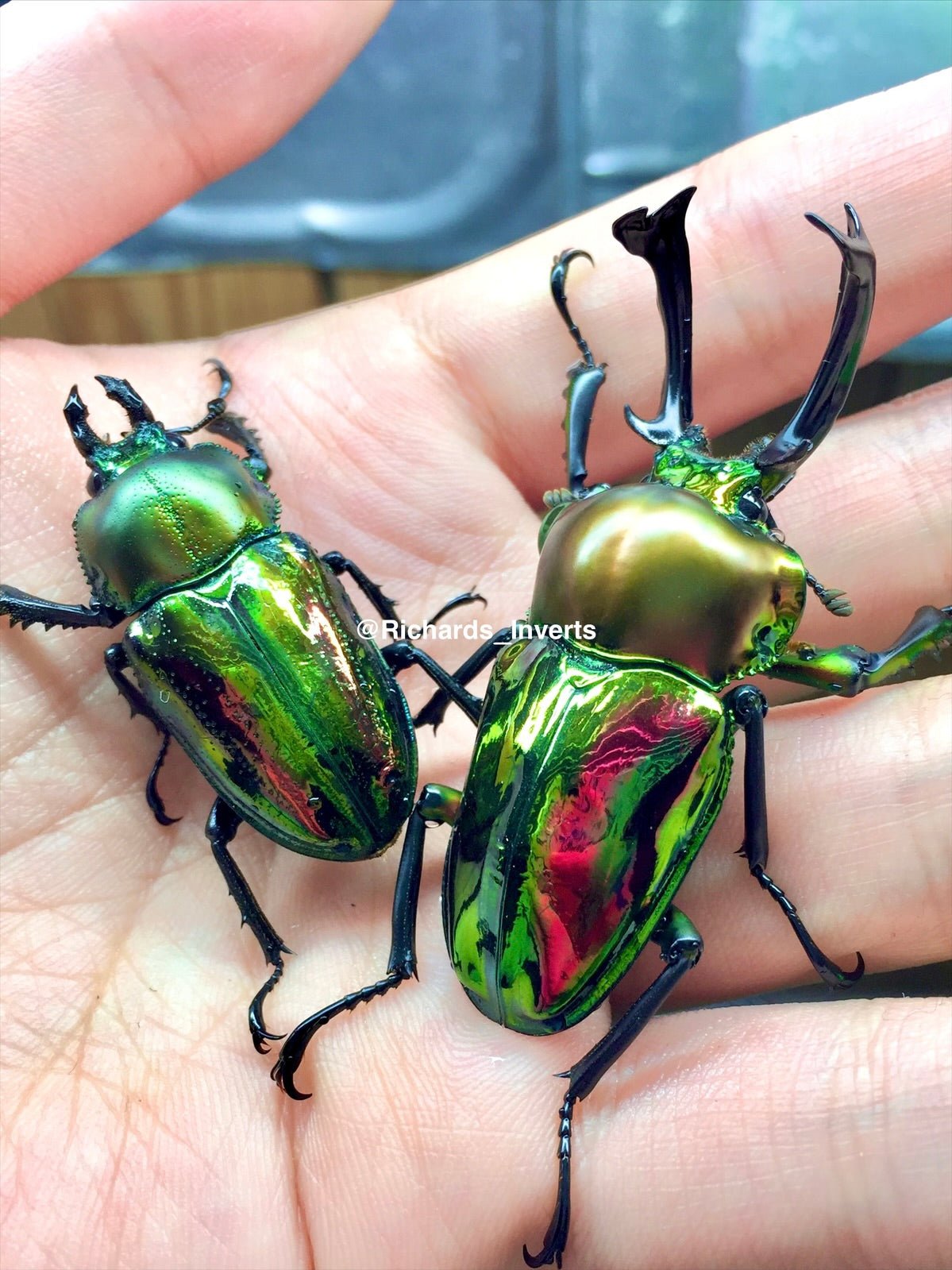 Larvae - Rainbow Stag Beetle, (Phalacrognathus muelleri) - Richard’s Inverts