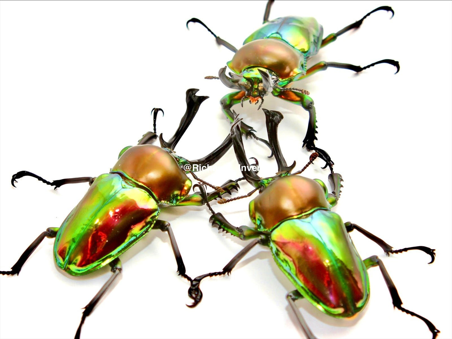 Larvae - Rainbow Stag Beetle, (Phalacrognathus muelleri) - Richard’s Inverts