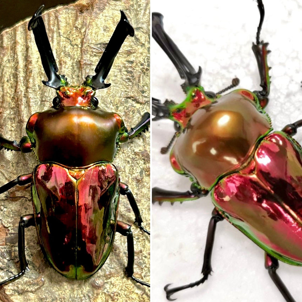 Phalacrognathus muelleri "Ruby x Mirror Glaze, Ruby" For Sale | Richard ...