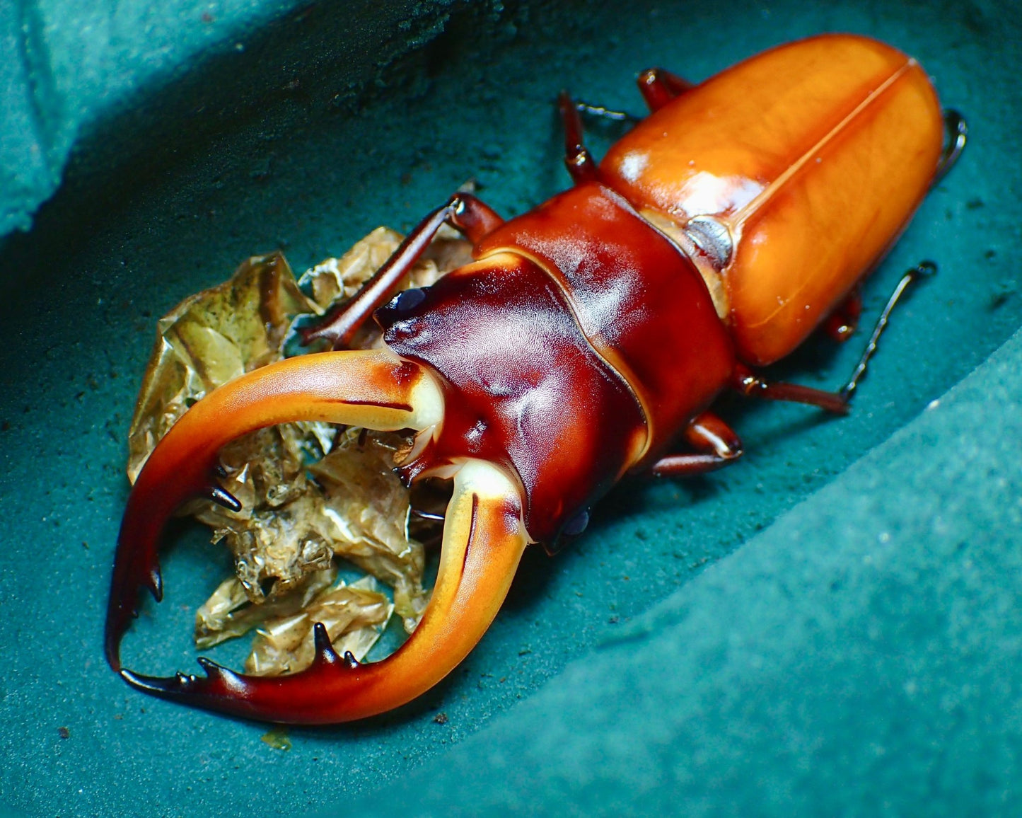 ⨂ Larvae - Sawtooth Stag Beetle, (Prosopocoilus dissimilis) - Richard’s Inverts