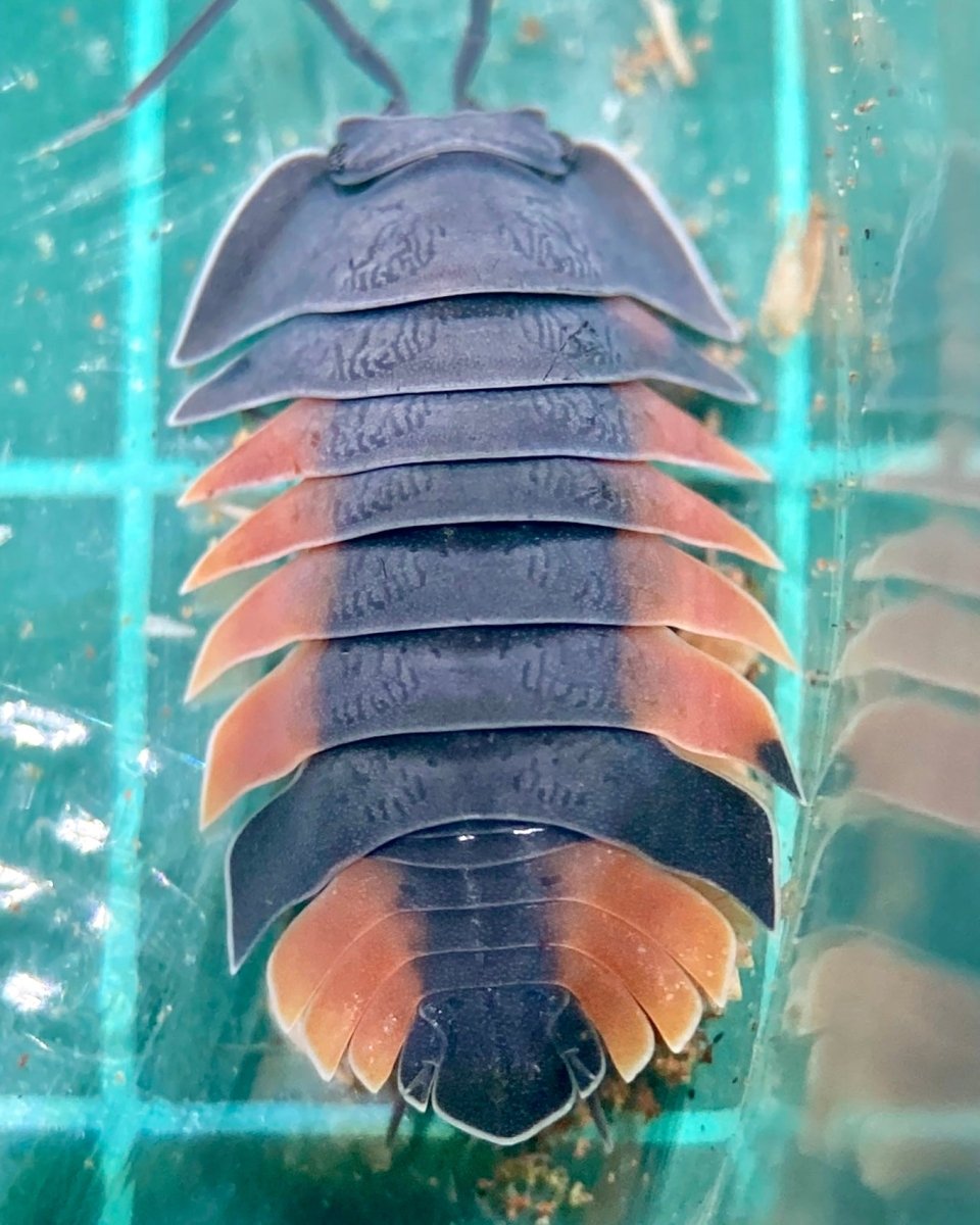 Lava Isopod, (Merulanella sp. "Lava") - Richard’s Inverts