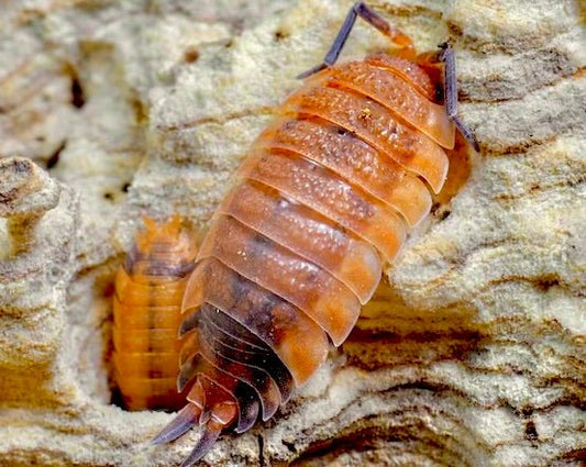 Lava Isopod, (Porcellio scaber "Lava") - Richard’s Inverts