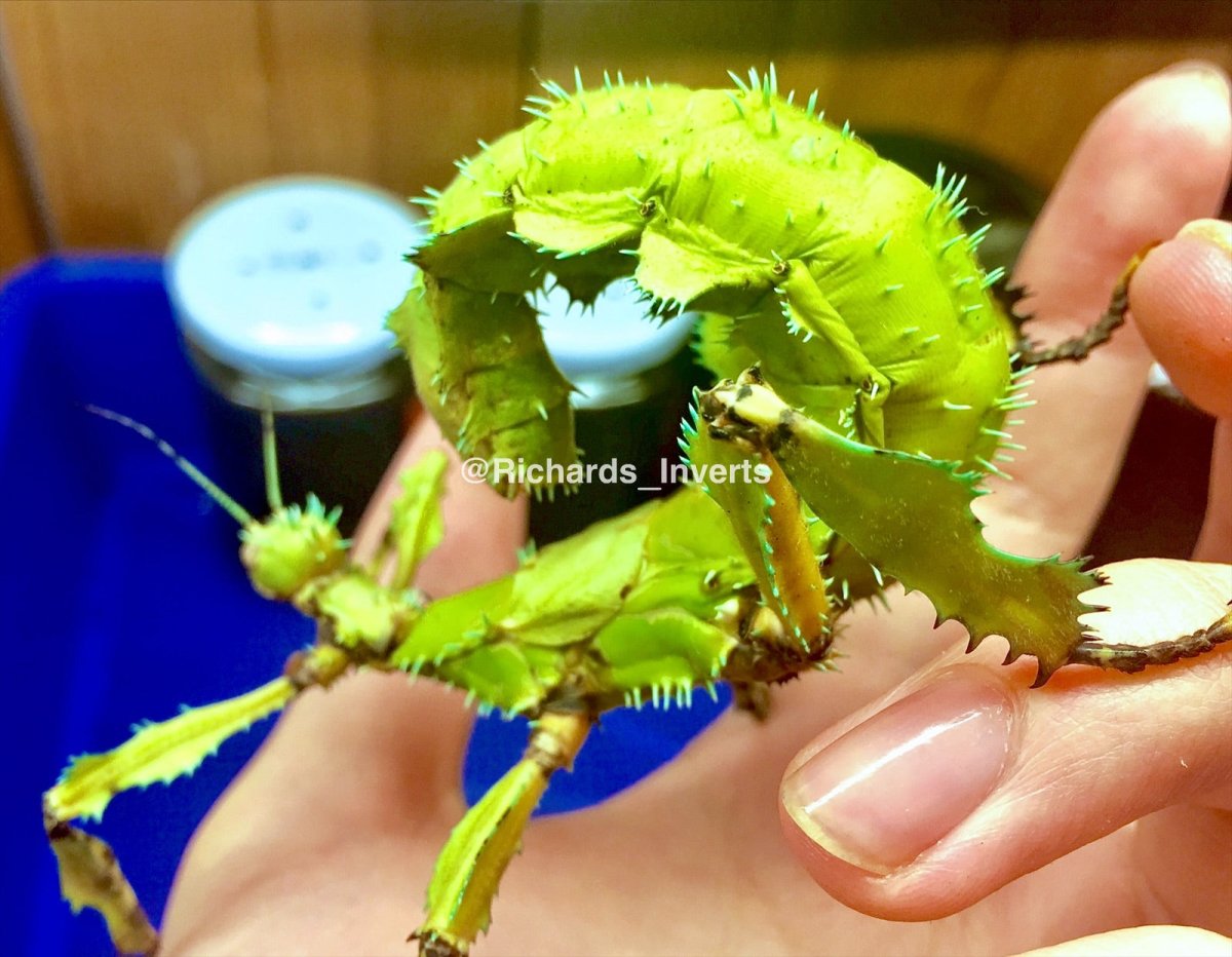 Lichen Stick Insect, (Extatosoma tiaratum "Innisfail") - Richard’s Inverts