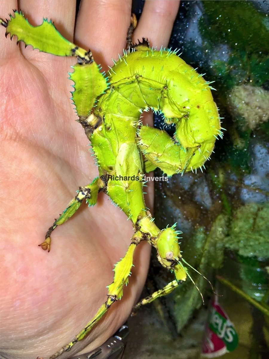 Lichen Stick Insect, (Extatosoma tiaratum "Innisfail") - Richard’s Inverts