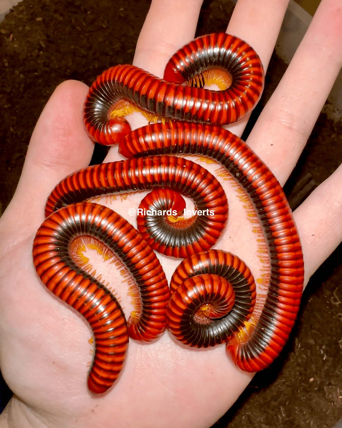 Madagascan Fire Millipede, (Aphistogoniulus sakalava) - Richard’s Inverts