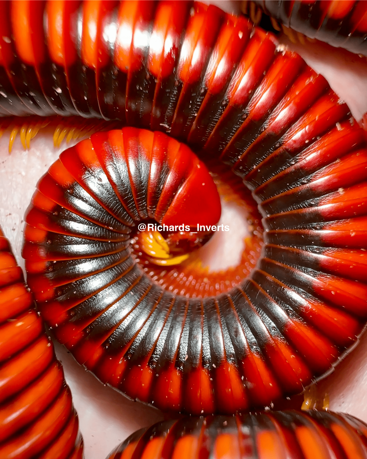 Madagascan Fire Millipede, (Aphistogoniulus sakalava) - Richard’s Inverts