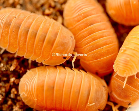 Mandarin Isopod, (Cubaris murina "Mandarin") - Richard’s Inverts