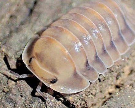 Mango Sticky Rice Isopod, (Cubaris sp. "Mango Sticky Rice") - Richard’s Inverts