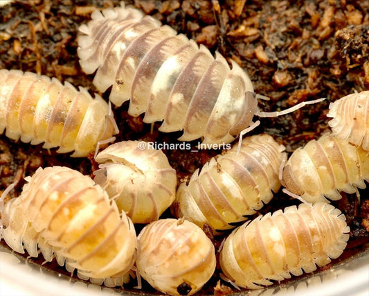 Marbleised Isopod, (Armadillidium espanyoli) - Richard’s Inverts