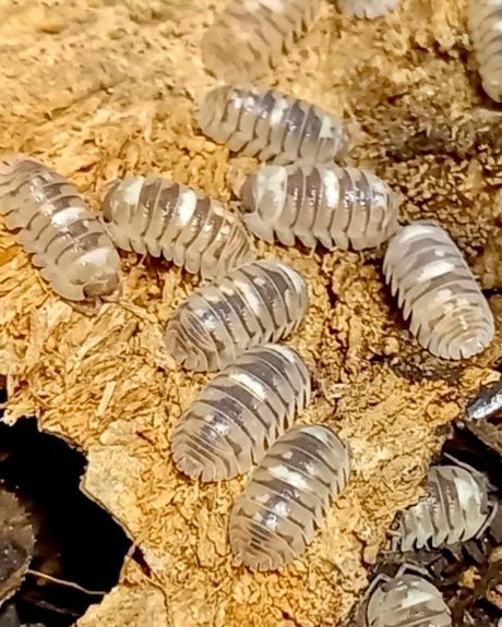 Marbleised Isopod, (Armadillidium espanyoli) - Richard’s Inverts