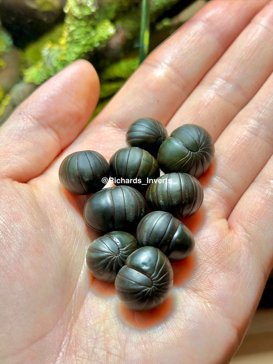 ⨂ Matte Black Pill Millipede, (Zephroniidae sp. "Matte Black") - Richard’s Inverts