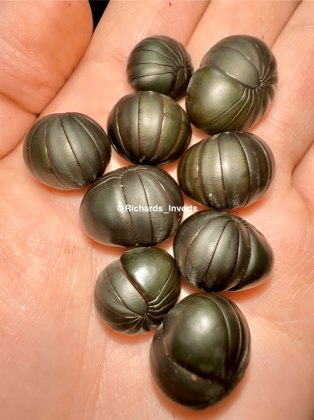 ⨂ Matte Black Pill Millipede, (Zephroniidae sp. "Matte Black") - Richard’s Inverts