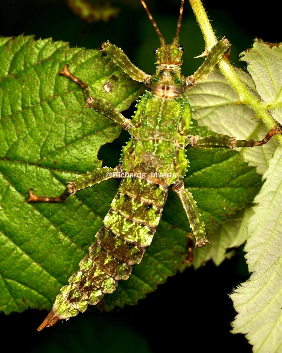 Metallic Green Stick Insect, (Mearnsiana bullosa) - Richard’s Inverts
