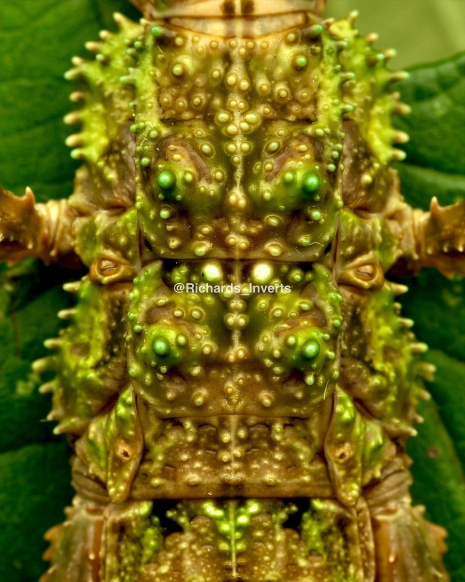 Metallic Green Stick Insect, (Mearnsiana bullosa) - Richard’s Inverts