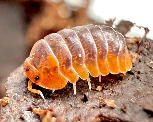 Miyako Flame Isopod, (Cubaris sp. "Miyako Flame") - Richard’s Inverts