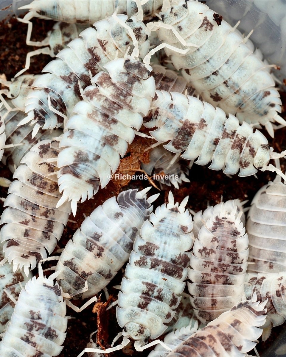 Moo Cow Isopod, (Porcellio scaber "Moo Cow") - Richard’s Inverts