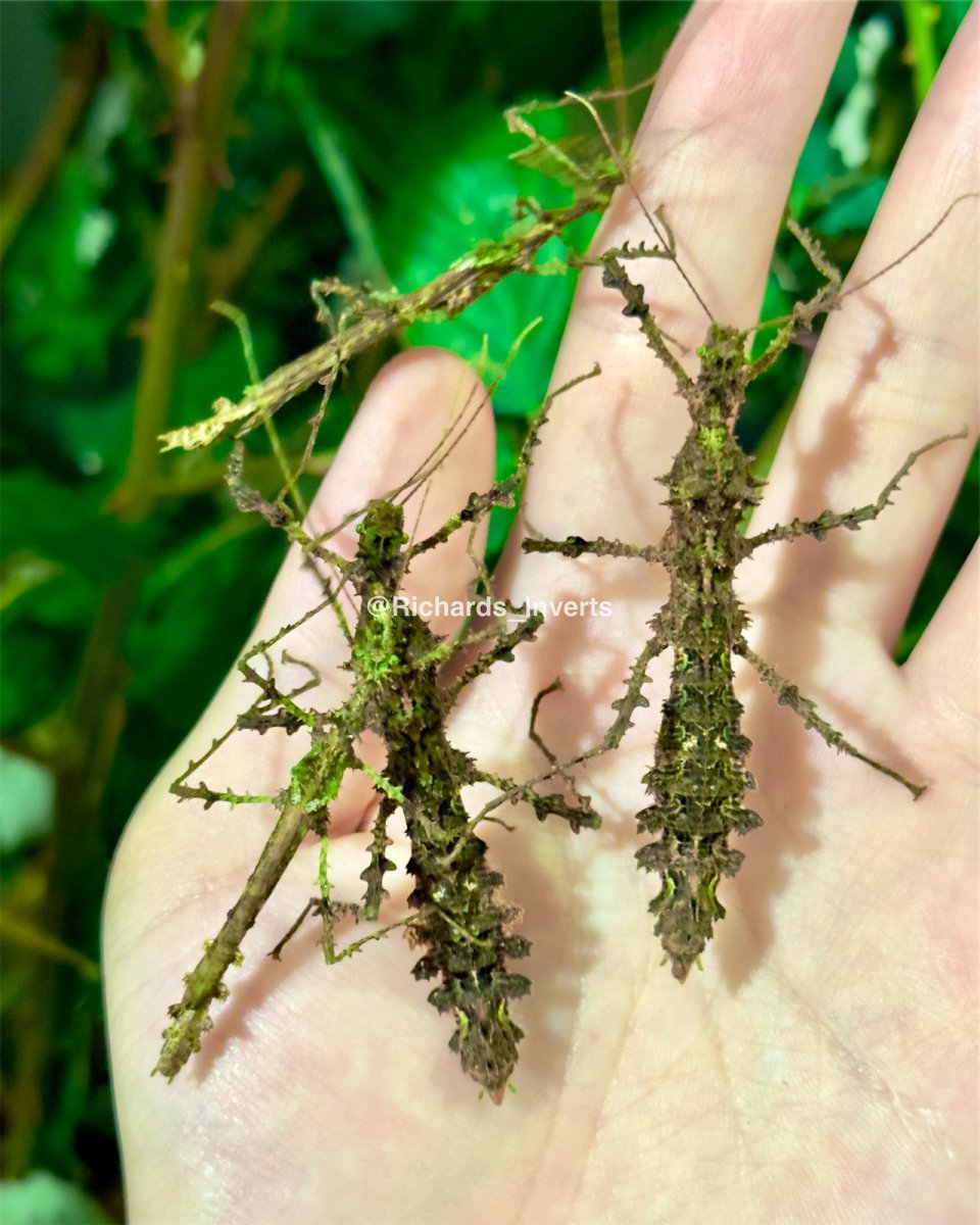 Mossy Stick Insect, (Taraxippus samarae "Siquirres") - Richard’s Inverts