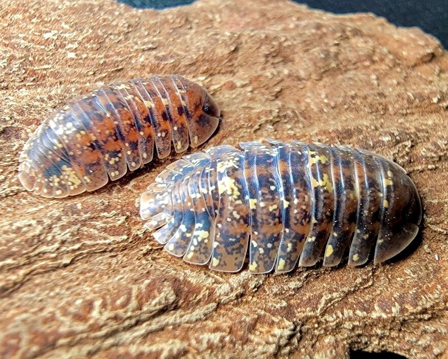 ⨂ New Caledonian Isopod, (Merulana translucida) - Richard’s Inverts