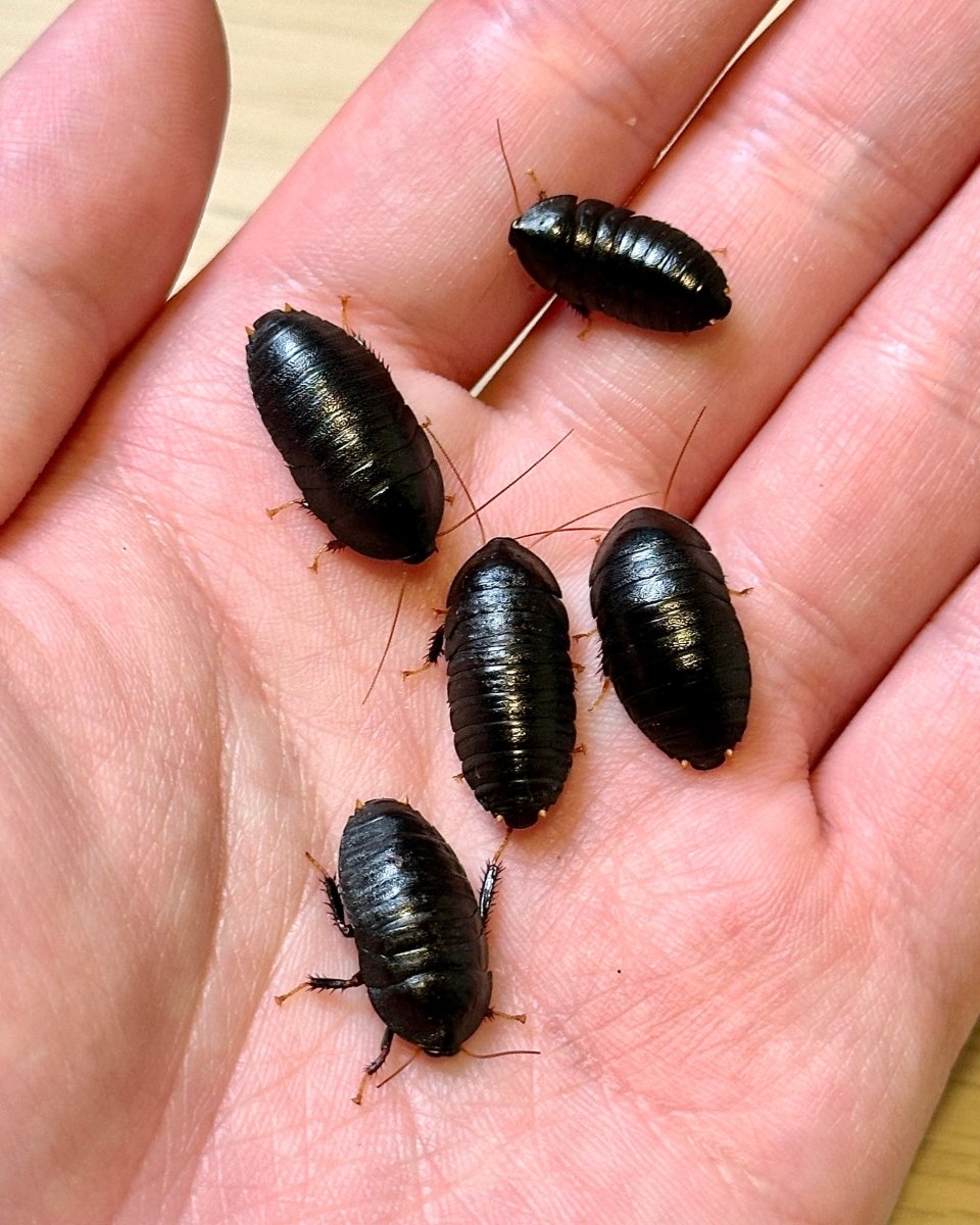 Obsidian Cockroach, (Pseudoglomeris tarsalis) - Richard’s Inverts