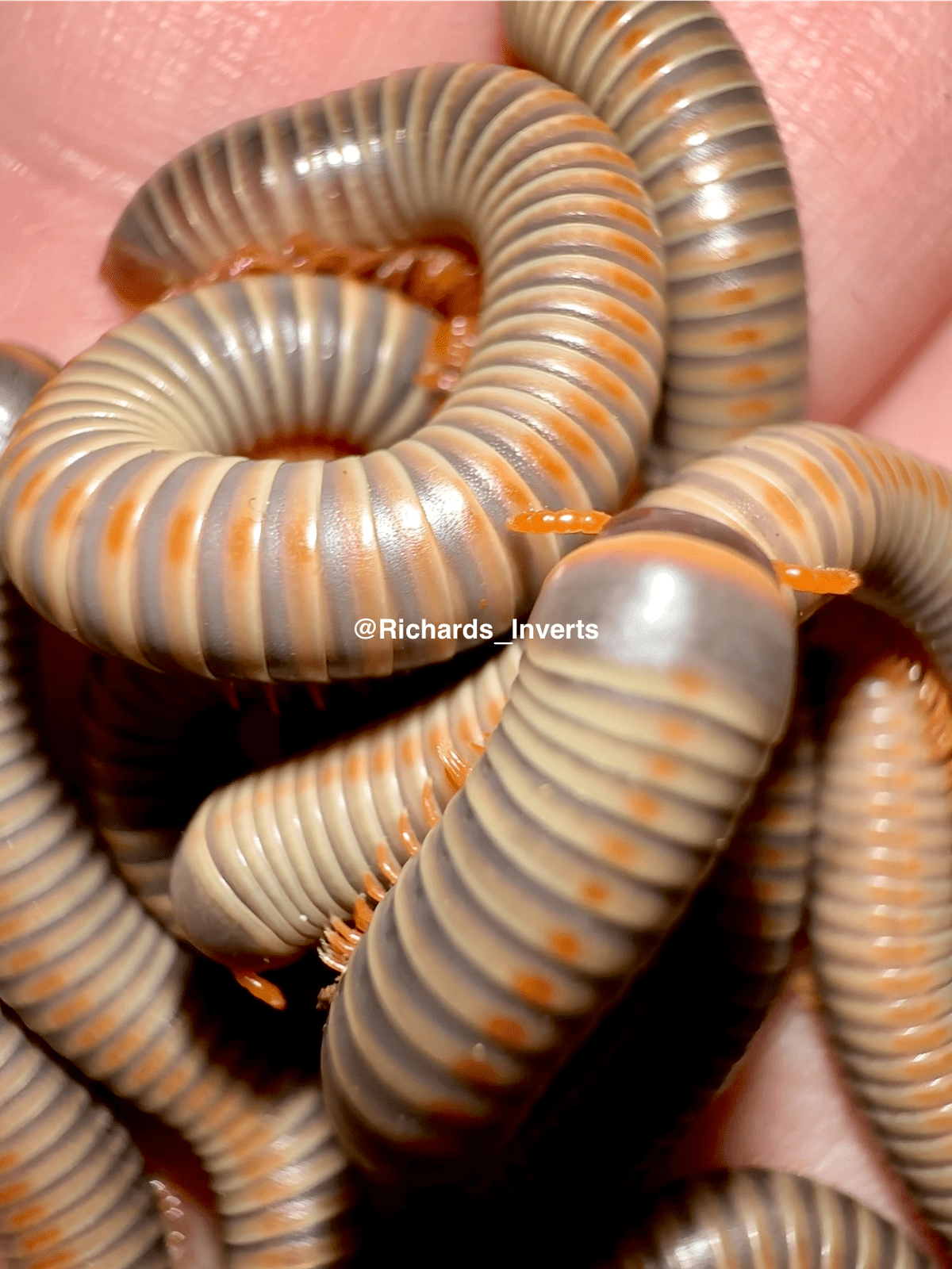 Orange Dot Rainbow Millipede, (Atopochetus sp. "Orange Dot") - Richard’s Inverts