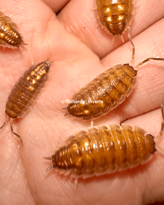 ⨂ Ornate Isopod "Creme Brulee", (Porcellio pseudornatus) - Richard’s Inverts