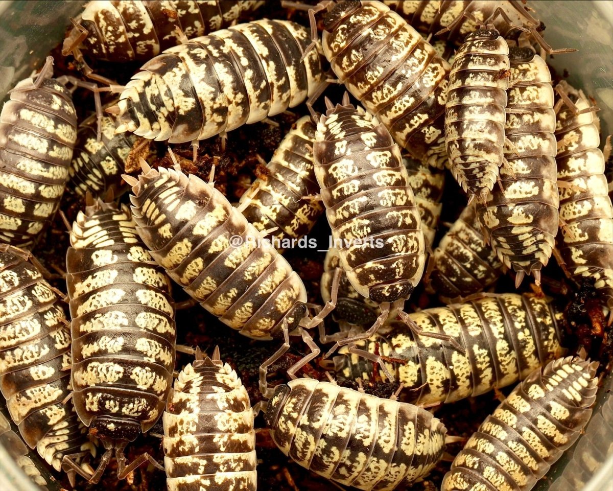 Ornate Isopod "High Yellow", (Porcellio ornatus) - Richard’s Inverts