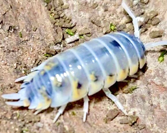 ⨂ Ornate Isopod 'Witch's Brew', (Porcellio ornatus) - Richard’s Inverts