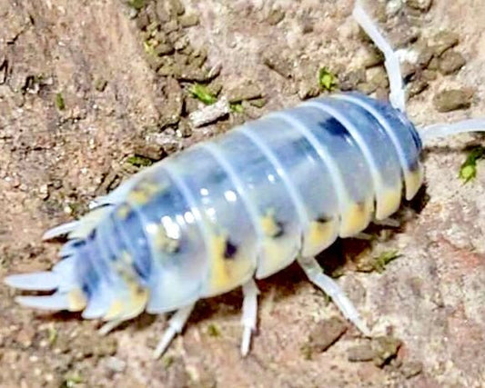 ⨂ Ornate Isopod 'Witch's Brew', (Porcellio ornatus) - Richard’s Inverts