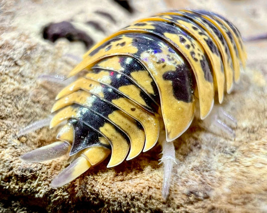 Ornate Isopod "Yellow", (Porcellio ornatus) - Richard’s Inverts