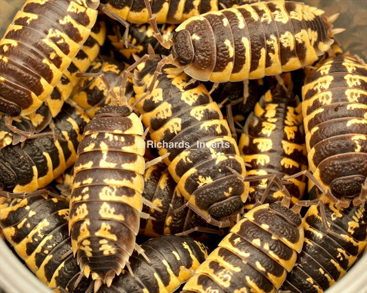 Ornate Isopod "Yellow", (Porcellio ornatus) - Richard’s Inverts