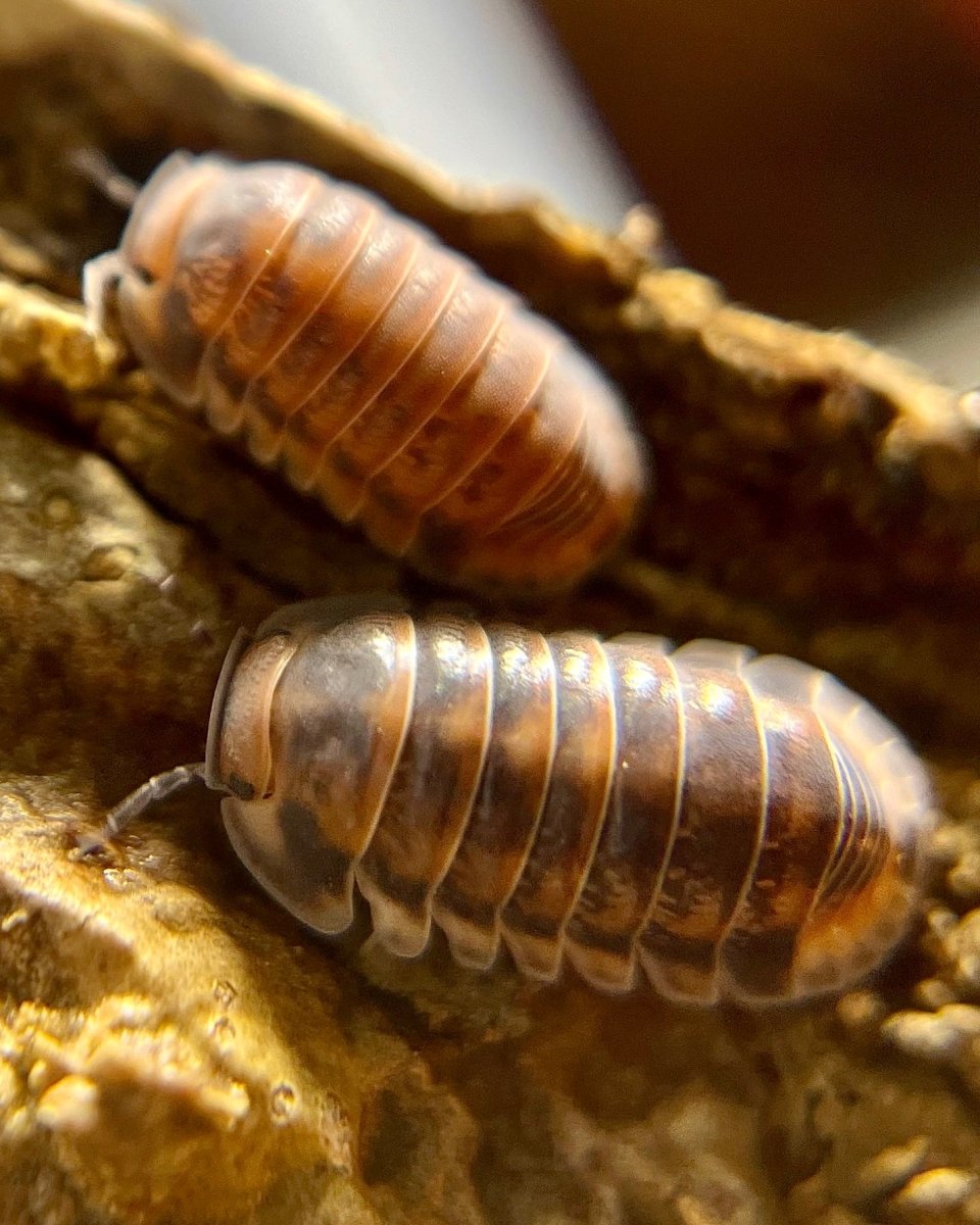 Pak Chong Red Isopod, (Cubaris sp. "Pak Chong, Red") - Richard’s Inverts