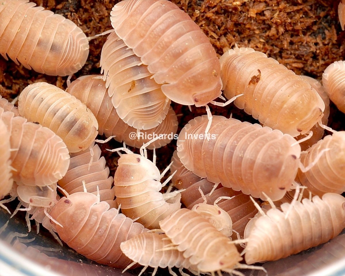 Papaya Isopod, (Cubaris murina "Papaya") - Richard’s Inverts